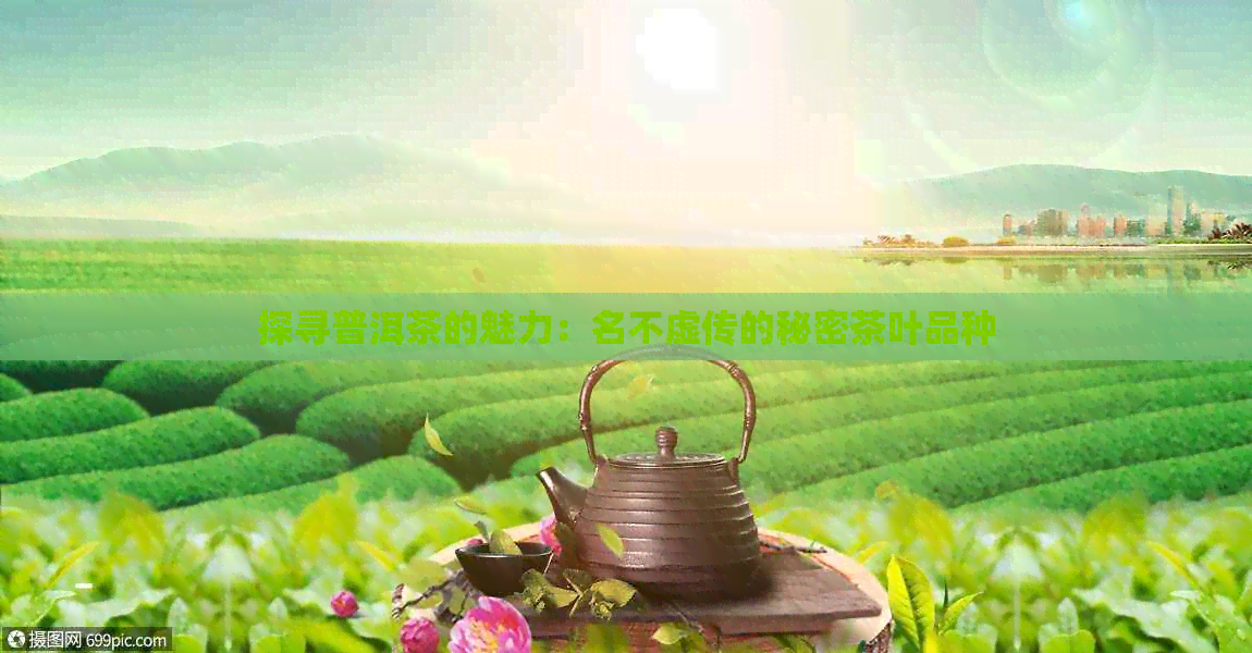 探寻普洱茶的魅力：名不虚传的秘密茶叶品种