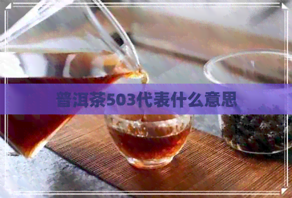 普洱茶503代表什么意思