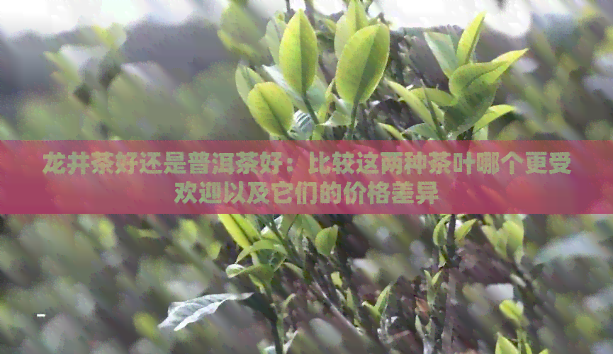 龙井茶好还是普洱茶好：比较这两种茶叶哪个更受欢迎以及它们的价格差异