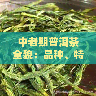 中老期普洱茶全貌：品种、特点与交易口感解析