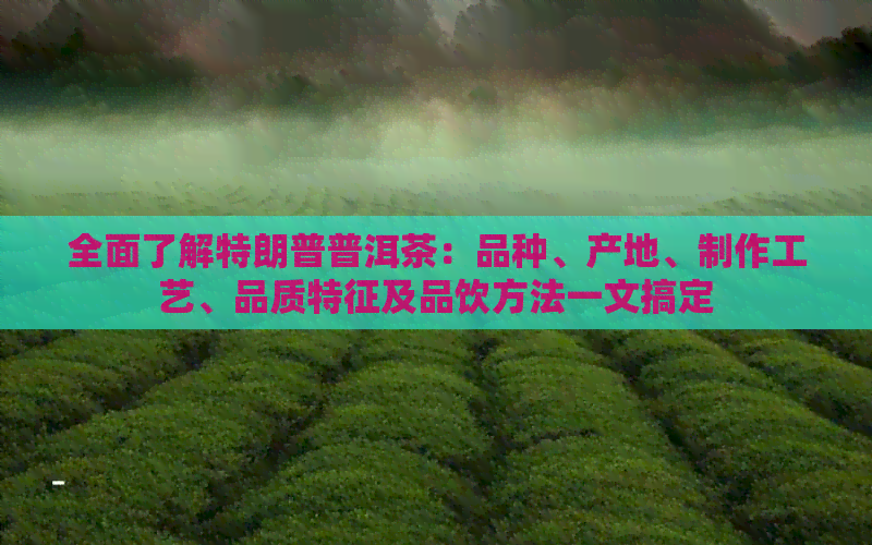 全面了解特朗普普洱茶：品种、产地、制作工艺、品质特征及品饮方法一文搞定