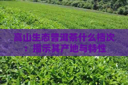 高山生态普洱茶什么档次：揭示其产地与特性