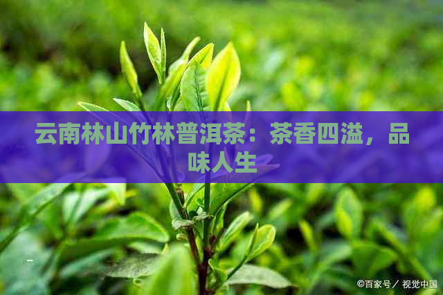 云南林山竹林普洱茶：茶香四溢，品味人生