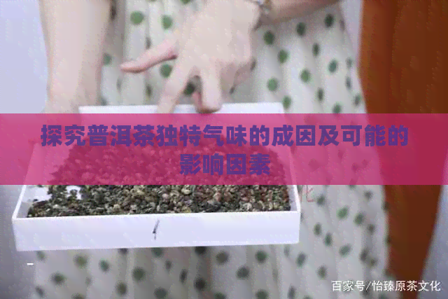 探究普洱茶独特气味的成因及可能的影响因素