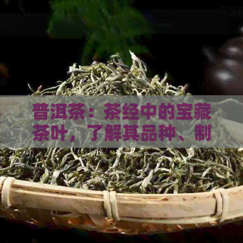 普洱茶：茶经中的宝藏茶叶，了解其品种、制作工艺与品饮技巧