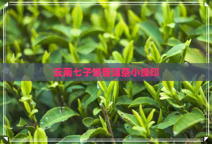 云南七子饼普洱茶小绿印