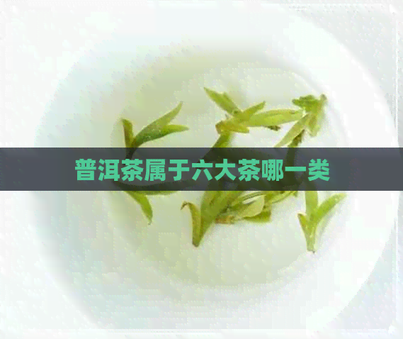 普洱茶属于六大茶哪一类