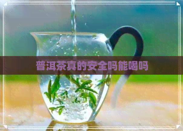 普洱茶真的安全吗能喝吗