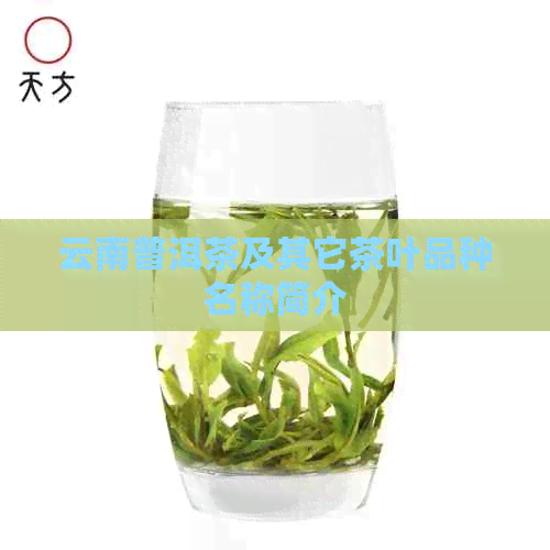 云南普洱茶及其它茶叶品种名称简介