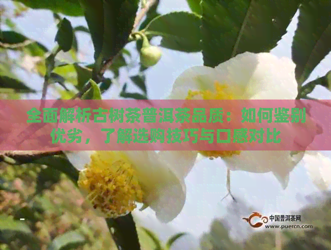 全面解析古树茶普洱茶品质：如何鉴别优劣，了解选购技巧与口感对比