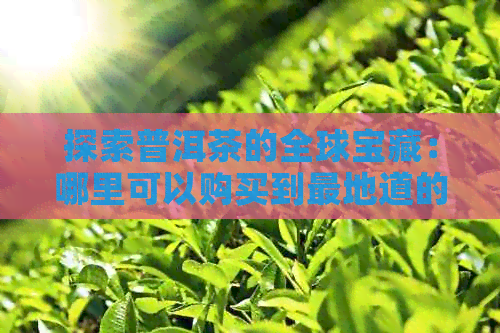 探索普洱茶的全球宝藏：哪里可以购买到最地道的世界茶城茶叶？