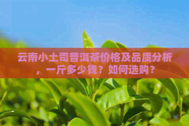 云南小土司普洱茶价格及品质分析，一斤多少钱？如何选购？