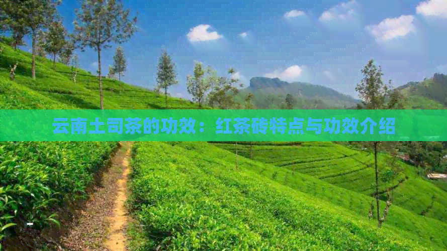 云南土司茶的功效：红茶砖特点与功效介绍