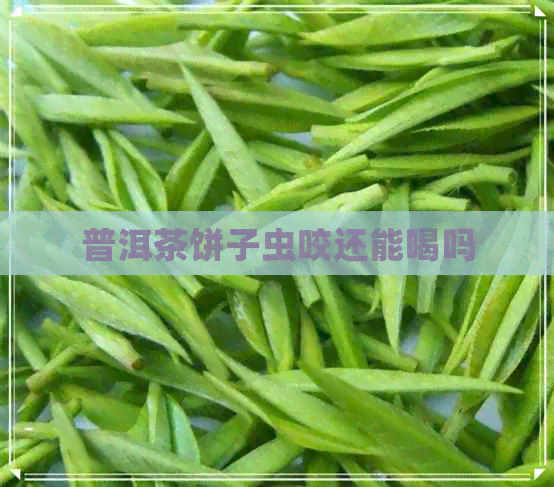 普洱茶饼子虫咬还能喝吗