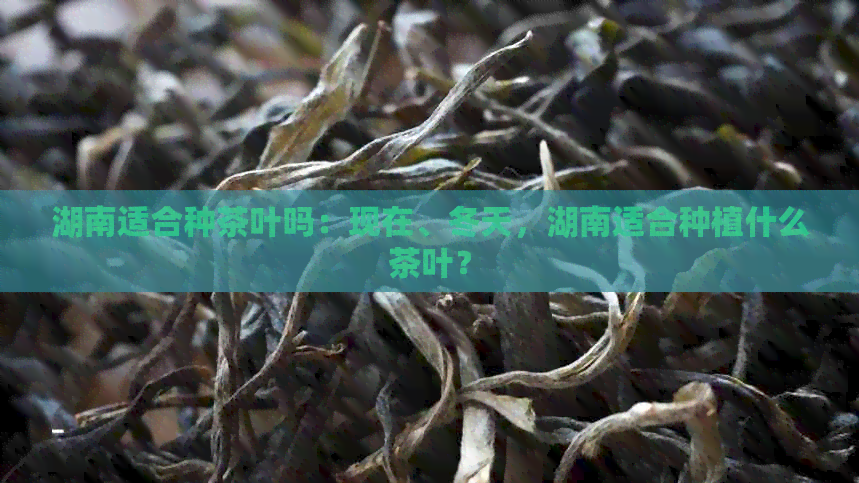 湖南适合种茶叶吗：现在、冬天，湖南适合种植什么茶叶？