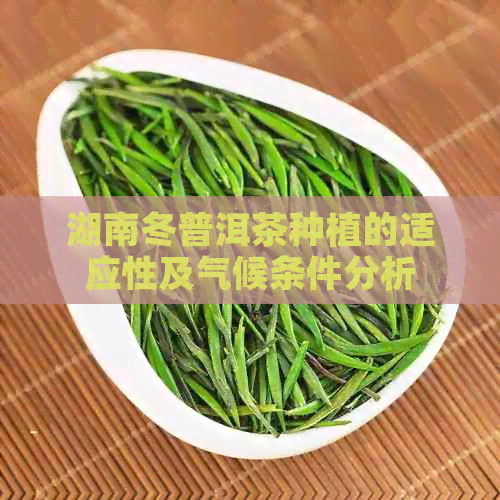 湖南冬普洱茶种植的适应性及气候条件分析