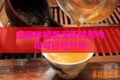 湖南种植普洱茶的条件和可行性分析