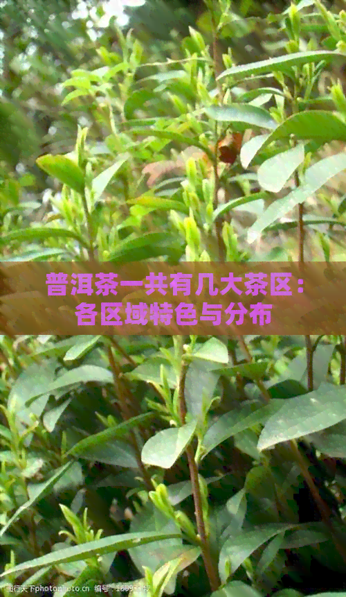 普洱茶一共有几大茶区：各区域特色与分布