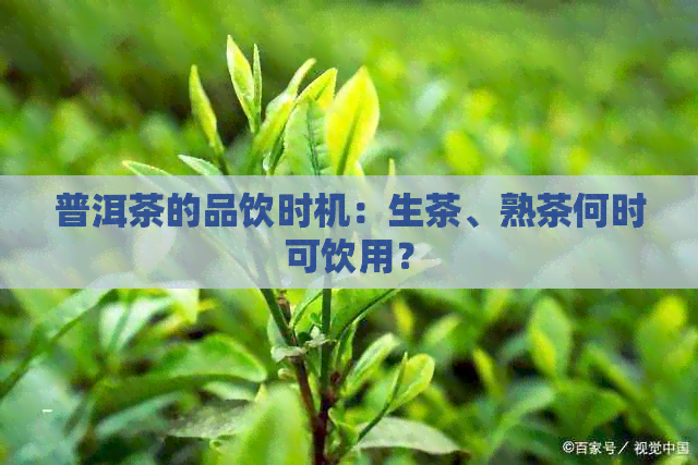 普洱茶的品饮时机：生茶、熟茶何时可饮用？