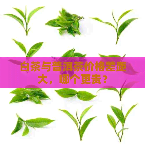 白茶与普洱茶价格差距大，哪个更贵？