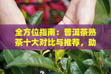 全方位指南：普洱茶熟茶十大对比与推荐，助您轻松选出优质好茶