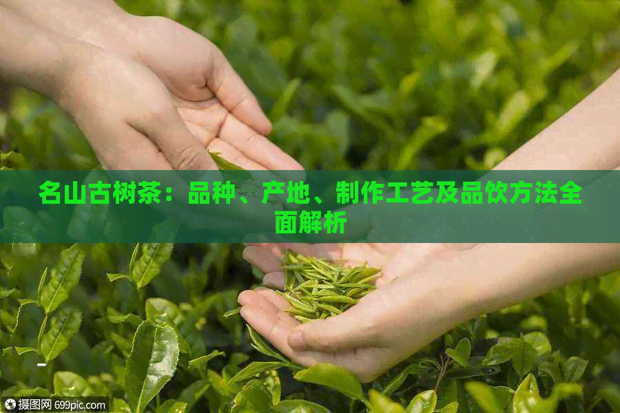 名山古树茶：品种、产地、制作工艺及品饮方法全面解析