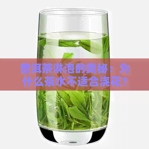 普洱茶淋泡的奥秘：为什么茶水不适合浇花？