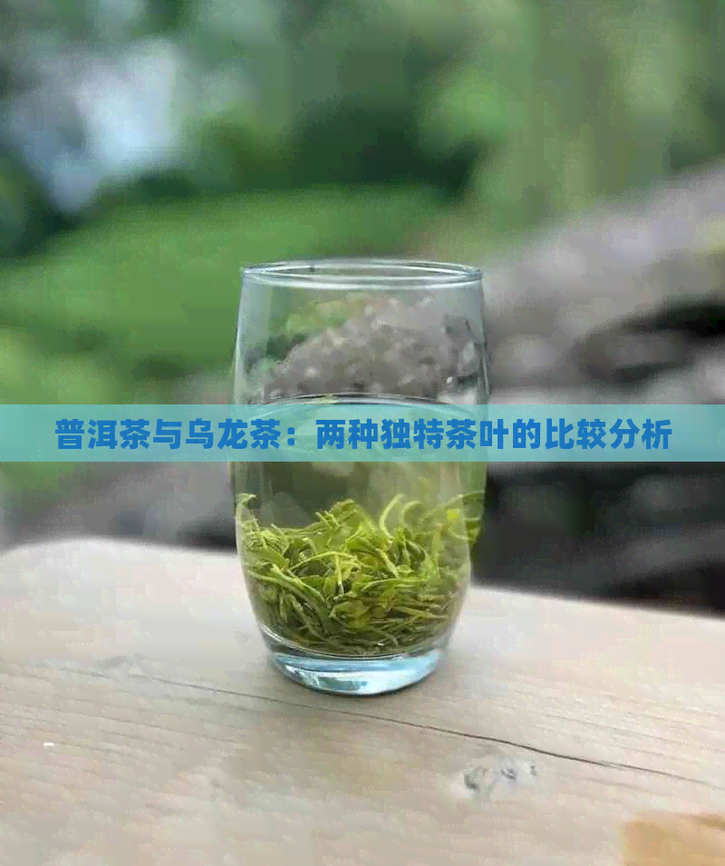 普洱茶与乌龙茶：两种独特茶叶的比较分析