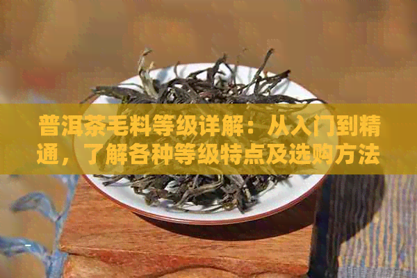 普洱茶毛料等级详解：从入门到精通，了解各种等级特点及选购方法