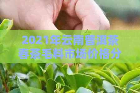 2021年云南普洱茶春茶毛料市场价格分析