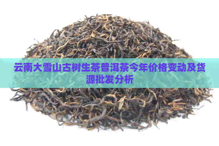 云南大雪山古树生茶普洱茶今年价格变动及货源批发分析