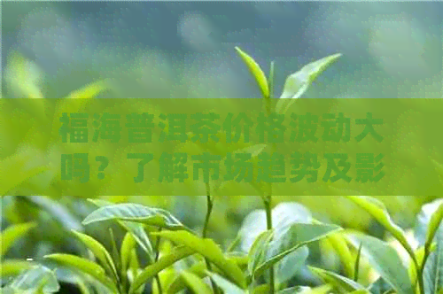 福海普洱茶价格波动大吗？了解市场趋势及影响因素，以便做出明智的投资决策