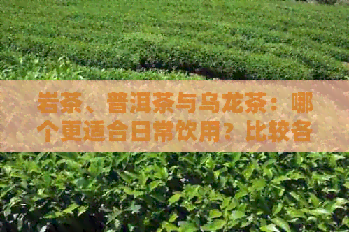 岩茶、普洱茶与乌龙茶：哪个更适合日常饮用？比较各种茶的优缺点