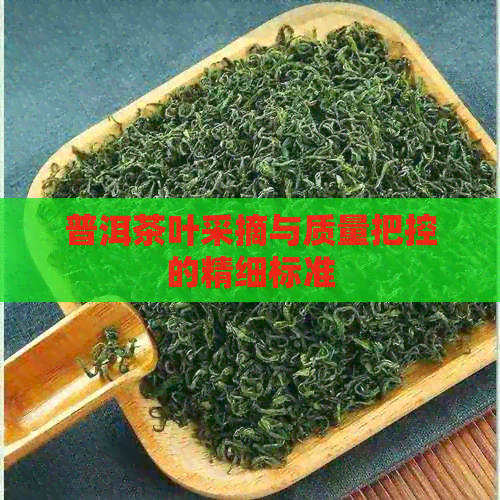 普洱茶叶采摘与质量把控的精细标准