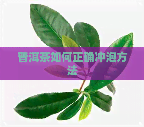 普洱茶如何正确冲泡方法