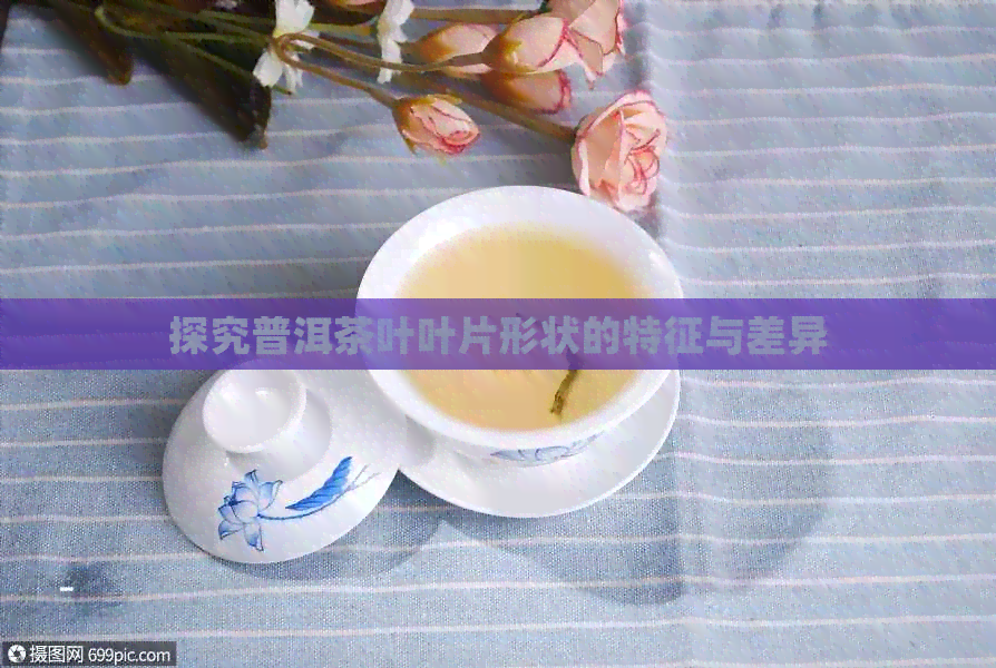 探究普洱茶叶叶片形状的特征与差异