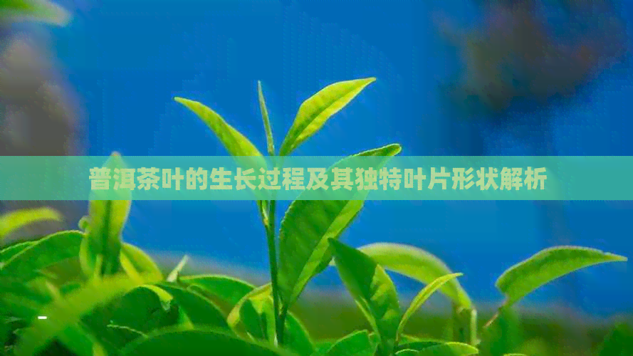 普洱茶叶的生长过程及其独特叶片形状解析