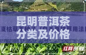 昆明普洱茶分类及价格查询