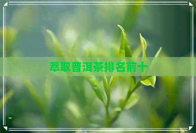 萃取普洱茶排名前十