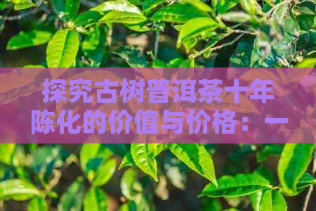 探究古树普洱茶十年陈化的价值与价格：一斤多少钱？