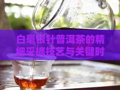 白毫银针普洱茶的精细采摘技艺与关键时期探讨