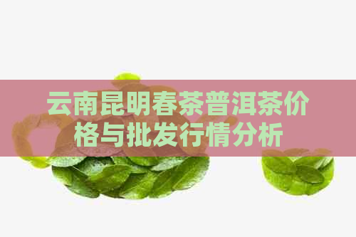 云南昆明春茶普洱茶价格与批发行情分析