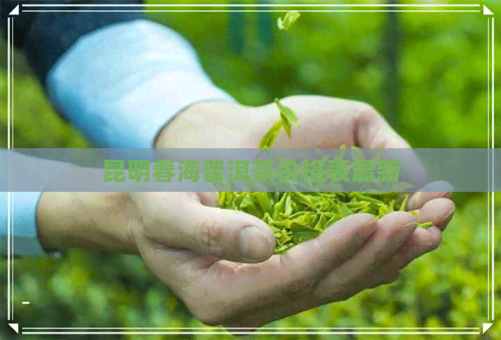 昆明春海普洱茶价格表最新