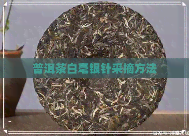 普洱茶白毫银针采摘方法