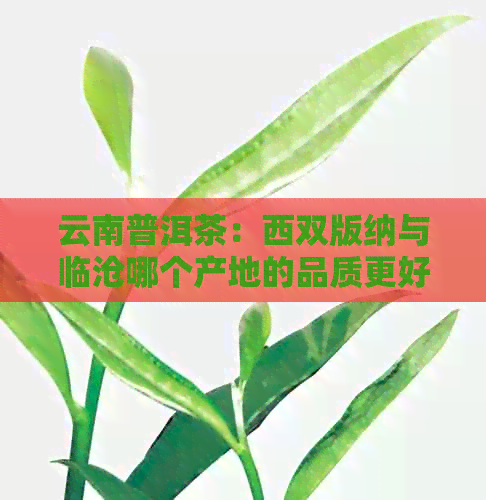 云南普洱茶：西双版纳与临沧哪个产地的品质更好？