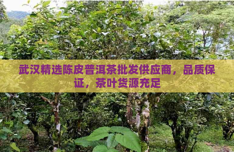 武汉精选陈皮普洱茶批发供应商，品质保证，茶叶货源充足