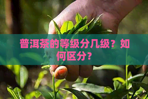 普洱茶的等级分几级？如何区分？