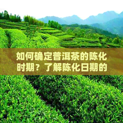 如何确定普洱茶的陈化时期？了解陈化日期的重要性及判断方法