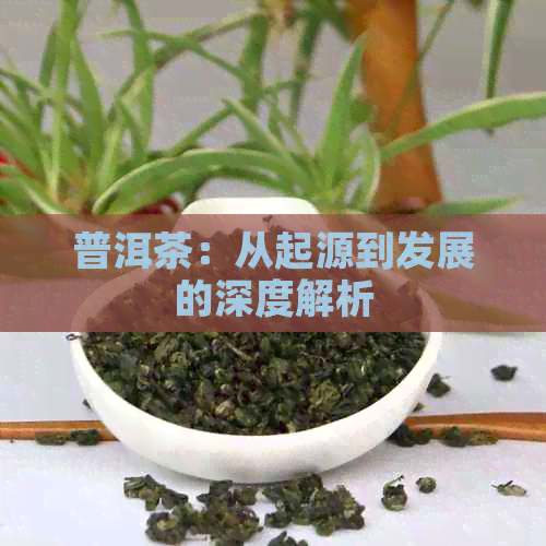 普洱茶：从起源到发展的深度解析