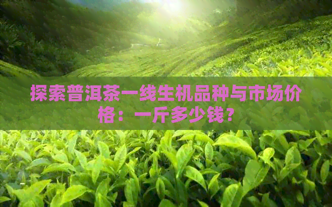 探索普洱茶一线生机品种与市场价格：一斤多少钱？